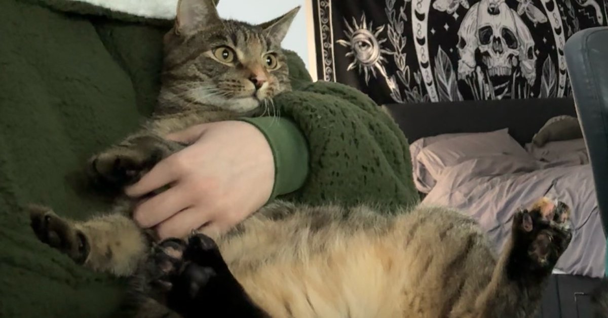 Timber the cat, proof that social media tips for small businesses don't have to be complicated