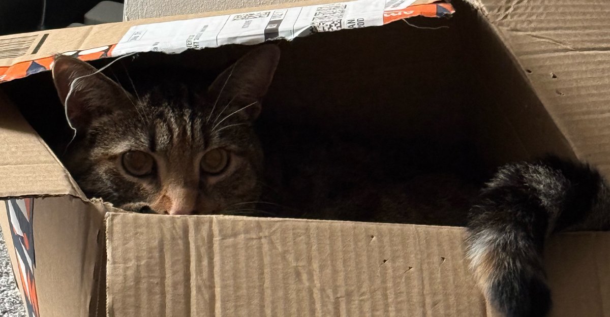 Timber the cat sitting in a cardboard Amazon box — the perfect analogy for clients picking the simple design