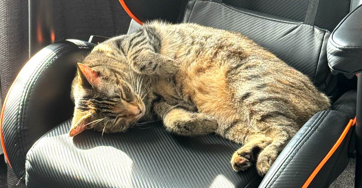 Timber the cat asleep on a gaming chair, completely unbothered by AI in graphic design