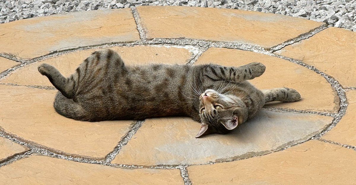 Timber the cat lying outside on paving — take a break, even designers need fresh air